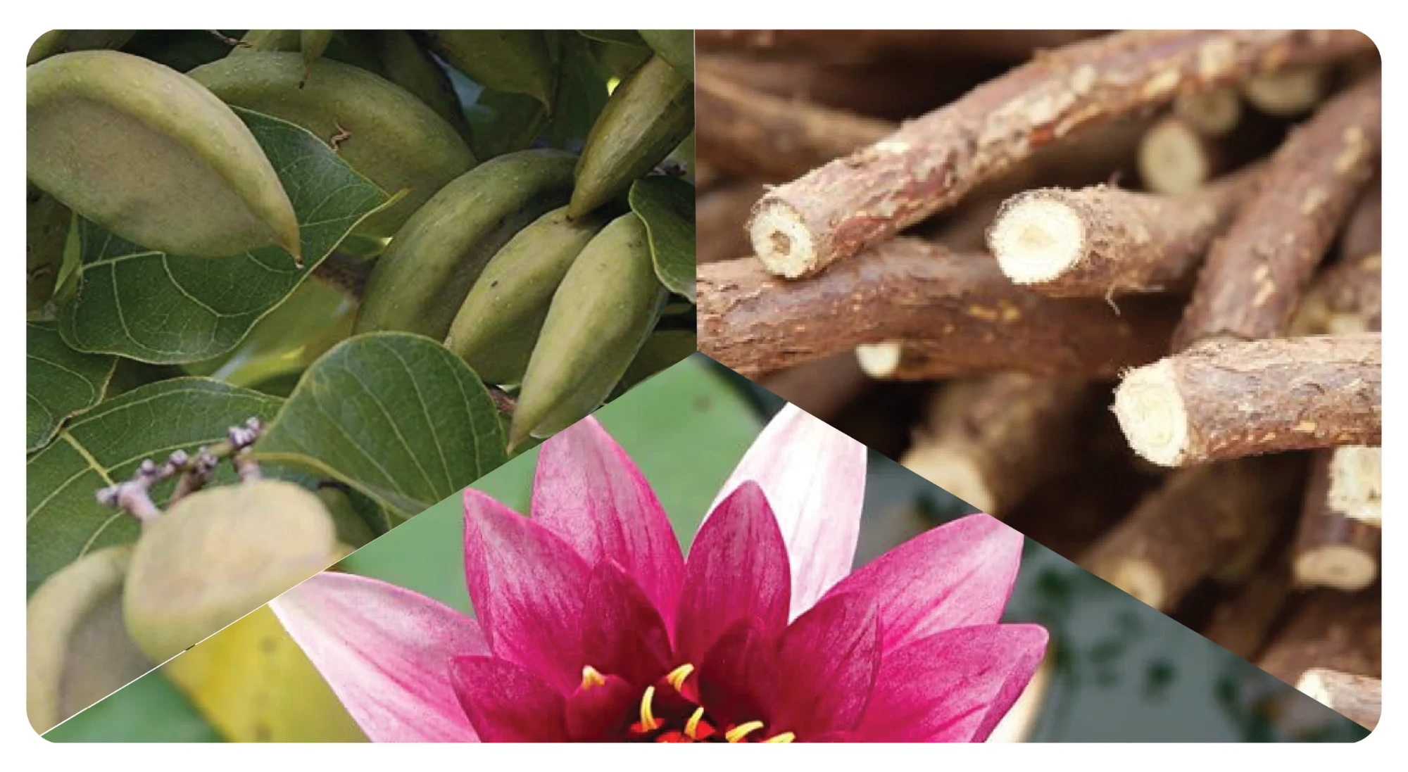 Pongamia seed pods, liquorice root and a lotus flower, the three natural extracts in KanShield Max